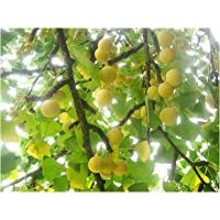 Planta Ginkgo Biloba de Maidenhair para el exterior. Viene con maceta de 8 cm